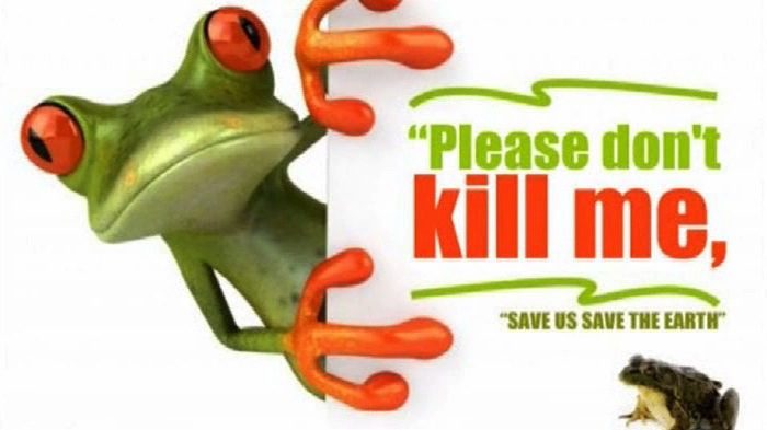 save the frog