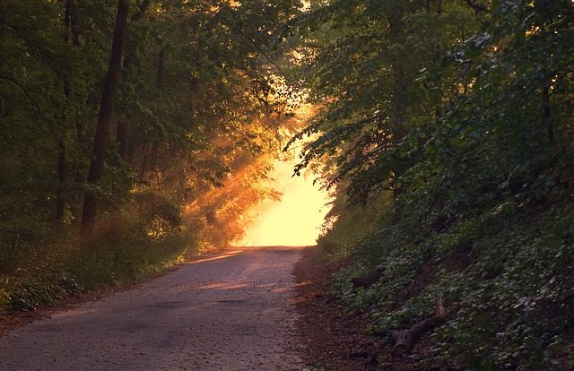 https://pixabay.com/en/sunlight-forest-way-path-evening-166733/