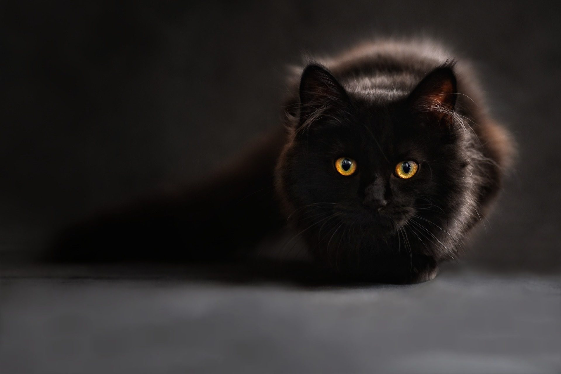 superstitions https://pixabay.com/en/cat-silhouette-cats-silhouette-694730/
