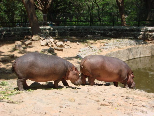 Female Hippopotamus in bondla zoo dies after a domestic row