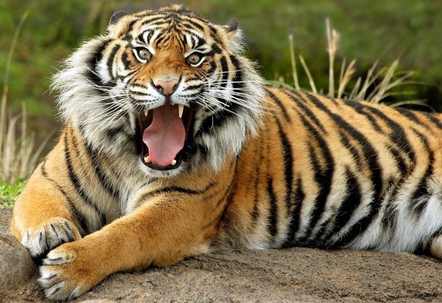 Tiger spottings in Sattari