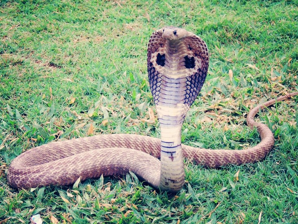snake, Spectacled Cobra, Goa