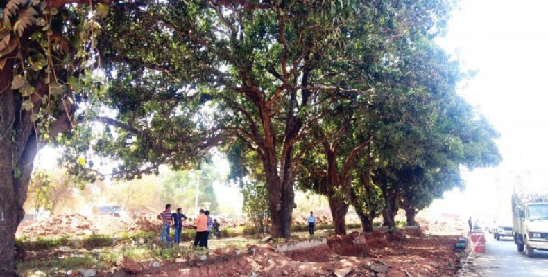 Goencho Avaaz protect Mango Trees outside Colvale