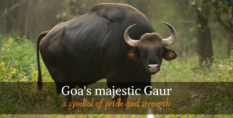 The majestic Gaur, a symbol of pride and strength for Goa - ItsGoa