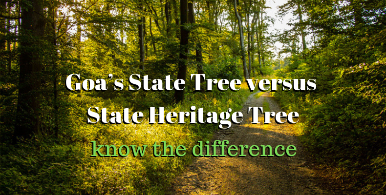 State versus Heritage Tree