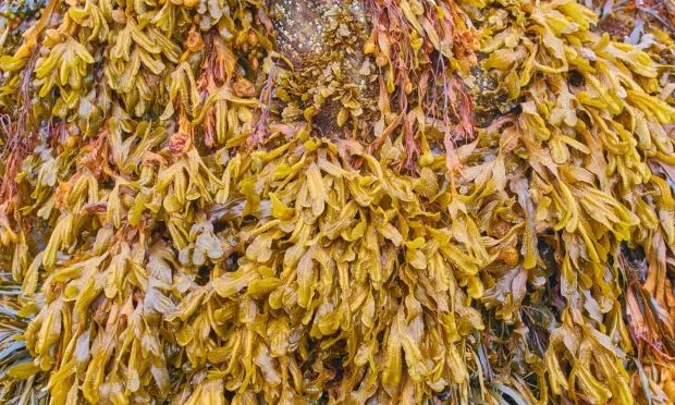 seaweed-in-goa-benefits
