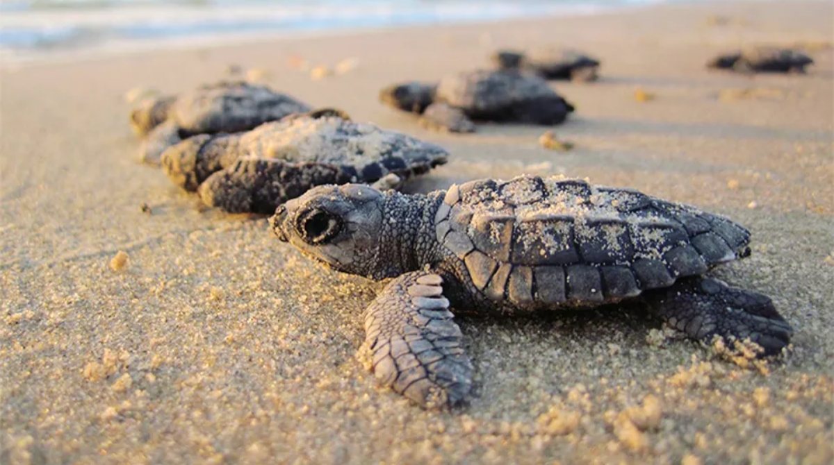 Galgibaga Beach Is Possibly One Of Few Hidden Treasures That Goa Has Left 