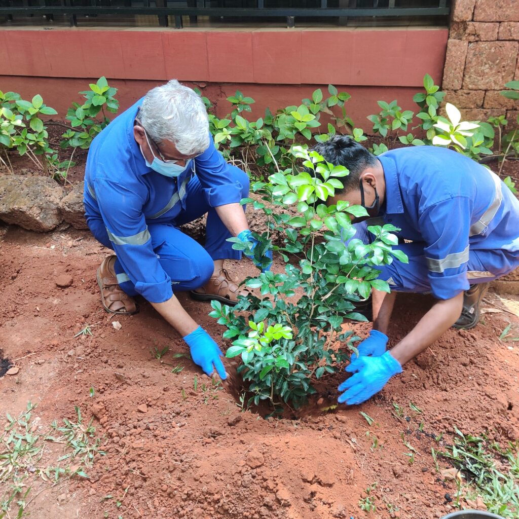IHCL Sampling plantation