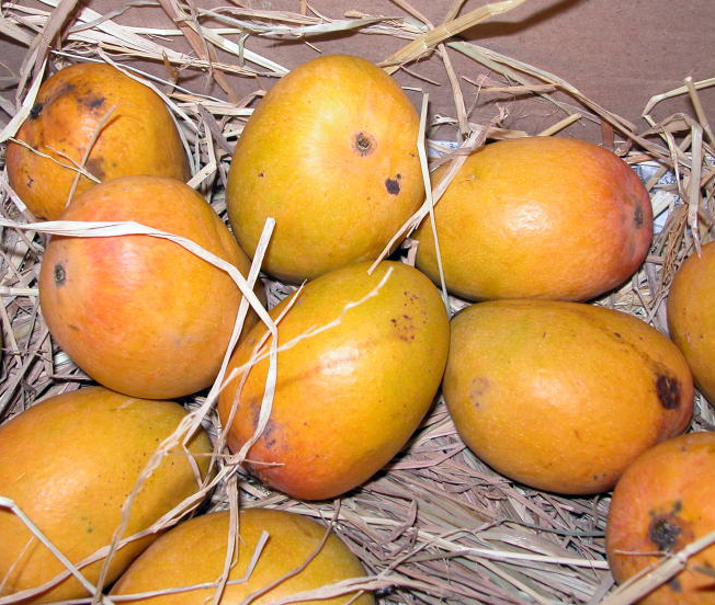 alphonso mango- 