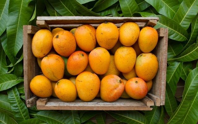 Mangoes in Goa