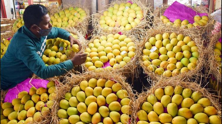 Mangoes in Goa: A Taste of Tropical Paradise