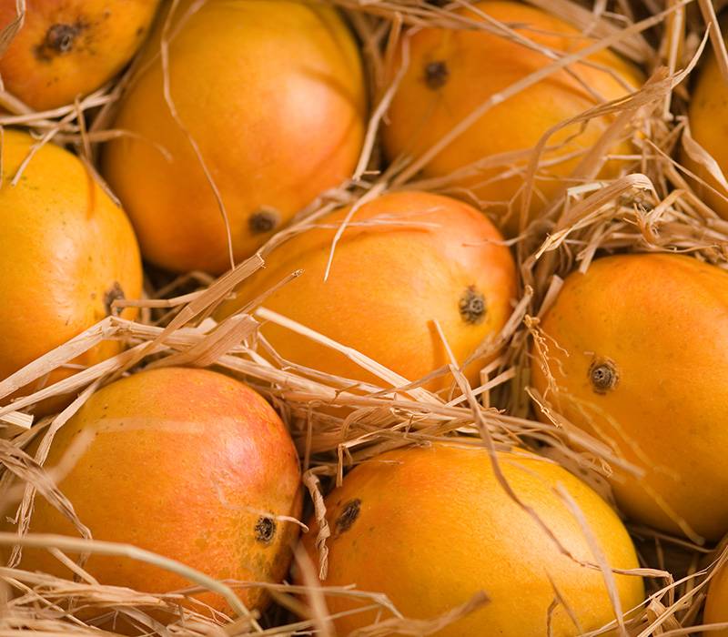 alphonso mango- Mango