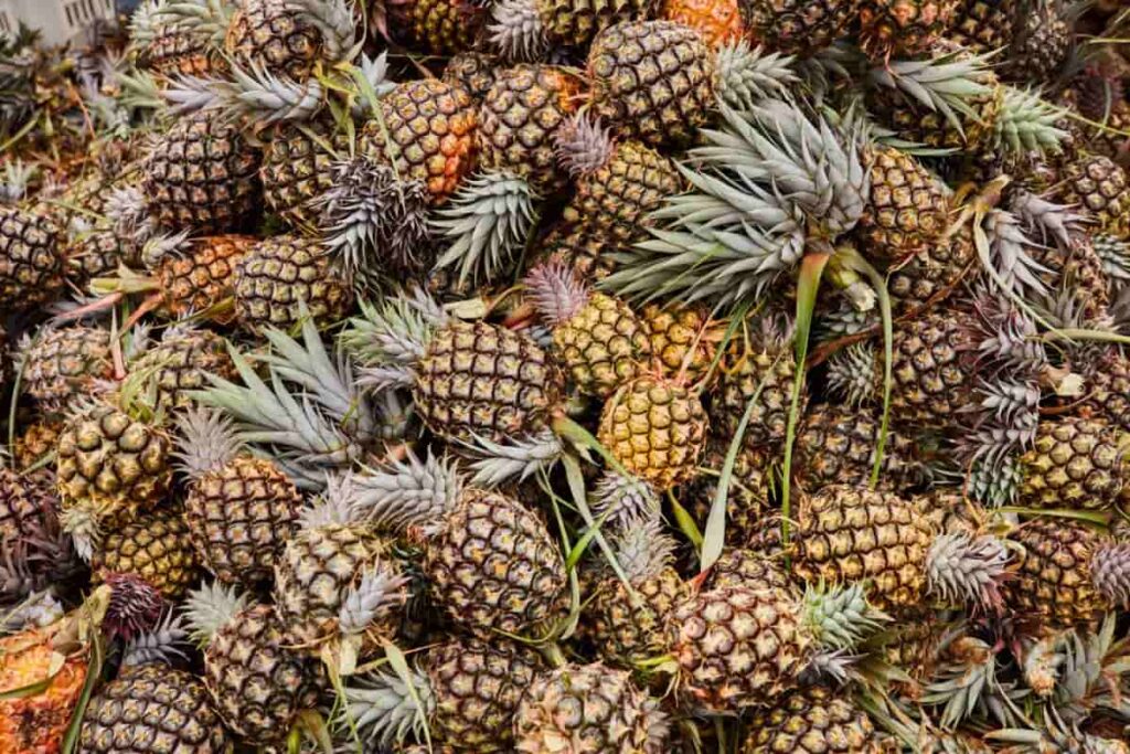 Seasonal Fruits of Goa