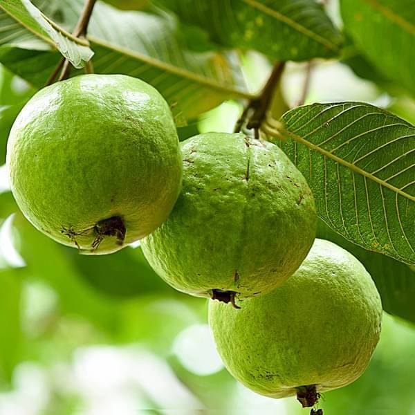 Seasonal Fruits of Goa