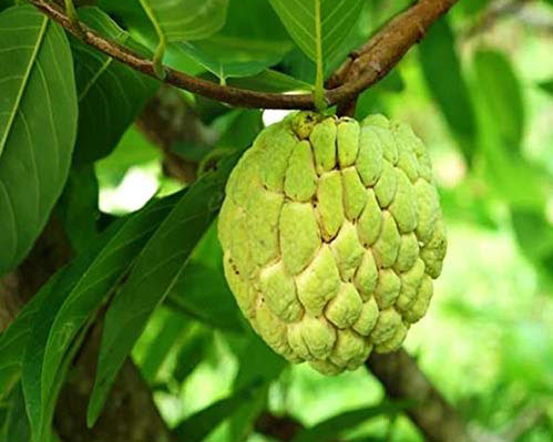 Seasonal Fruits of Goa