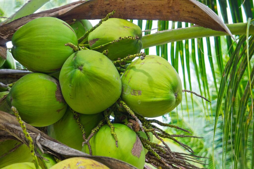 Goa’s Coconut