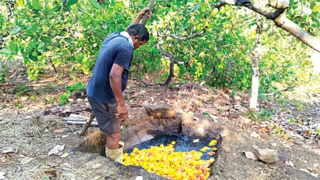 Feni-Making