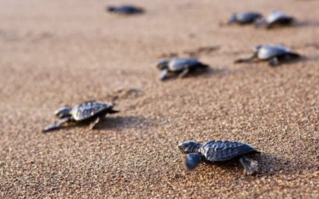 Turtle nesting in Goa: