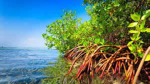 Mangroves of Goa